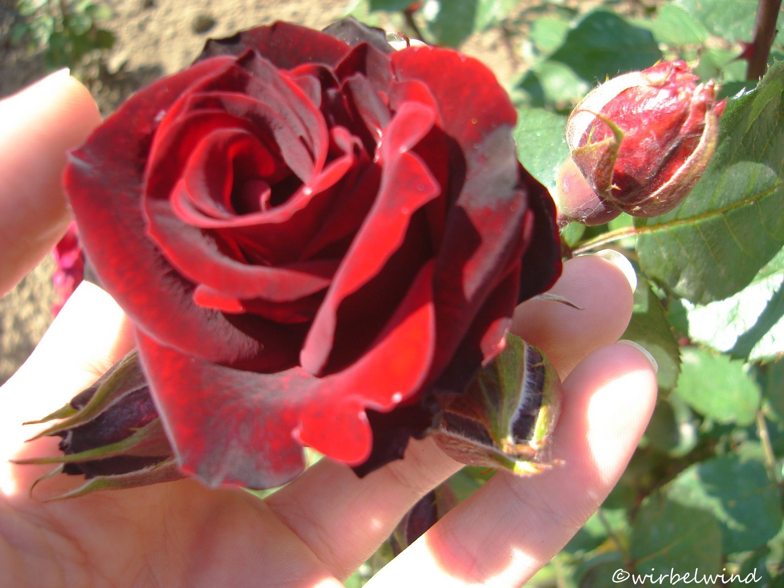 handwithrose.jpg